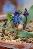 DAVID CARVER, BUCKLAND COTTAGE GARDENS: FEBRUARY, BULBS, BLUE FLOWERS, BLOOMS OF HYACINTHELLA HISPIDA, ALPINES