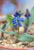 DAVID CARVER, BUCKLAND COTTAGE GARDENS: FEBRUARY, BULBS, BLUE FLOWERS, BLOOMS OF HYACINTHELLA HISPIDA, ALPINES