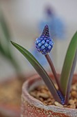 DAVID CARVER, BUCKLAND COTTAGE GARDENS: FEBRUARY, BULBS, BLUE FLOWERS, BLOOMS OF MUSCARI POLYANTHUM, ALPINES