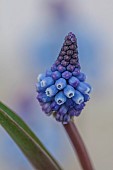 DAVID CARVER, BUCKLAND COTTAGE GARDENS: FEBRUARY, BULBS, BLUE FLOWERS, BLOOMS OF MUSCARI POLYANTHUM, ALPINES
