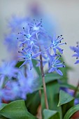 DAVID CARVER, BUCKLAND COTTAGE GARDENS: FEBRUARY, BULBS, BLUE FLOWERS, BLOOMS OF SCILLA MESSENIACA, ALPINES