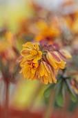 DAVID CARVER, BUCKLAND COTTAGE GARDENS: FEBRUARY, ORANGE, YELLOW FLOWERS, BLOOMS OF GYMNOSPERMIUM, ALPINES, SHRUBS