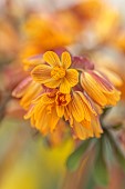 DAVID CARVER, BUCKLAND COTTAGE GARDENS: FEBRUARY, ORANGE, YELLOW FLOWERS, BLOOMS OF GYMNOSPERMIUM, ALPINES, SHRUBS