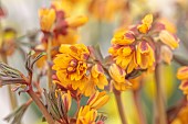 DAVID CARVER, BUCKLAND COTTAGE GARDENS: FEBRUARY, ORANGE, YELLOW FLOWERS, BLOOMS OF GYMNOSPERMIUM, ALPINES, SHRUBS