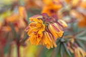 DAVID CARVER, BUCKLAND COTTAGE GARDENS: FEBRUARY, ORANGE, YELLOW FLOWERS, BLOOMS OF GYMNOSPERMIUM, ALPINES, SHRUBS