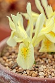 DAVID CARVER, BUCKLAND COTTAGE GARDENS: FEBRUARY, ORANGE, YELLOW FLOWERS, BLOOMS OF IRIS WINOGRADOWII, ALPINES, BULBS, PERENNIALS