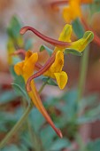 DAVID CARVER, BUCKLAND COTTAGE GARDENS: ORANGE, YELLOW, GREEN FLOWERS OF CORYDALIS SEWERZOWII, PERENNIALS