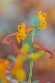 DAVID CARVER, BUCKLAND COTTAGE GARDENS: ORANGE, YELLOW, GREEN FLOWERS OF CORYDALIS SEWERZOWII, PERENNIALS