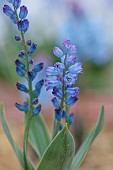DAVID CARVER, BUCKLAND COTTAGE GARDENS: BLUE FLOWERS OF HYACINTHELLA CAMPANULATA, BULBS, FEBRUARY