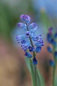 DAVID CARVER, BUCKLAND COTTAGE GARDENS: BLUE FLOWERS OF HYACINTHELLA CAMPANULATA, BULBS, FEBRUARY