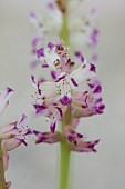 DAVID CARVER, BUCKLAND COTTAGE GARDENS: WHITE, PINK FLOWERS OF LACHENALIA KILPRANDENSIS, BULBS, FEBRUARY