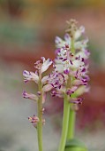 DAVID CARVER, BUCKLAND COTTAGE GARDENS: WHITE, PINK FLOWERS OF LACHENALIA KILPRANDENSIS, BULBS, FEBRUARY