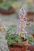 DAVID CARVER, BUCKLAND COTTAGE GARDENS: FLOWERS, BLOOMS OF CORYDALIS X COSMIC RAINBOW, PERENNIALS