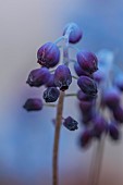 DAVID CARVER, BUCKLAND COTTAGE GARDENS: PURPLE FLOWERS OF MUSCARI INCONSTRICTUM, BULBS, FEBRUARY