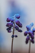 DAVID CARVER, BUCKLAND COTTAGE GARDENS: PURPLE FLOWERS OF MUSCARI INCONSTRICTUM, BULBS, FEBRUARY