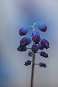 DAVID CARVER, BUCKLAND COTTAGE GARDENS: PURPLE FLOWERS OF MUSCARI INCONSTRICTUM, BULBS, FEBRUARY