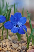DAVID CARVER, BUCKLAND COTTAGE GARDENS: PURPLE FLOWERS OF CHILEAN BLUE CROCUS, TECOPHILAEA CYNOCROCUS, BULBS, FEBRUARY, ALPINES