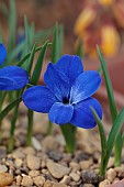 DAVID CARVER, BUCKLAND COTTAGE GARDENS: PURPLE FLOWERS OF CHILEAN BLUE CROCUS, TECOPHILAEA CYNOCROCUS, BULBS, FEBRUARY, ALPINES