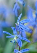 DAVID CARVER, BUCKLAND COTTAGE GARDENS: PURPLE, BLUE FLOWERS OF SCILLA CAUCASICA, BULBS, FEBRUARY, ALPINES