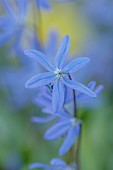 DAVID CARVER, BUCKLAND COTTAGE GARDENS: PURPLE, BLUE FLOWERS OF SCILLA CAUCASICA, BULBS, FEBRUARY, ALPINES