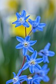 DAVID CARVER, BUCKLAND COTTAGE GARDENS: PURPLE, BLUE FLOWERS OF CHIONODOXA SARDENSIS, BULBS, FEBRUARY, ALPINES