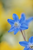 DAVID CARVER, BUCKLAND COTTAGE GARDENS: PURPLE, BLUE FLOWERS OF CHIONODOXA SARDENSIS, BULBS, FEBRUARY, ALPINES