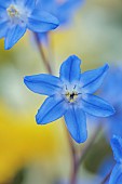 DAVID CARVER, BUCKLAND COTTAGE GARDENS: PURPLE, BLUE FLOWERS OF CHIONODOXA SARDENSIS, BULBS, FEBRUARY, ALPINES