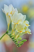 DAVID CARVER, BUCKLAND COTTAGE GARDENS: PALE YELLOW FLOWERS, BLOOMS OF FREESIA FERGUSONIAE, FEBRUARY, PERENNIALS