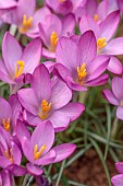 DAVID CARVER, BUCKLAND COTTAGE GARDENS: PINK FLOWERS OF CROCUS CLARET, FEBRUARY, BULBS