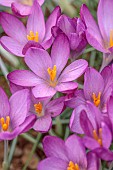 DAVID CARVER, BUCKLAND COTTAGE GARDENS: PINK FLOWERS OF CROCUS CLARET, FEBRUARY, BULBS