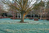 LITTLETHORPE MANOR, YORKSHIRE, FEBRUARY, WINTER GARDEN: FROST, FROSTY, WHITE FLOWERS, BLOOMS OF CROCUS JEANNE DARC, BULBS AROUND TREE