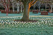 LITTLETHORPE MANOR, YORKSHIRE, FEBRUARY, WINTER GARDEN: FROST, FROSTY, WHITE FLOWERS, BLOOMS OF CROCUS JEANNE DARC, BULBS AROUND TREE