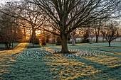 LITTLETHORPE MANOR, YORKSHIRE, FEBRUARY, WINTER GARDEN: FROST, FROSTY, WHITE FLOWERS, BLOOMS OF CROCUS JEANNE DARC, BULBS AROUND TREE