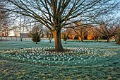 LITTLETHORPE MANOR, YORKSHIRE, FEBRUARY, WINTER GARDEN: FROST, FROSTY, WHITE FLOWERS, BLOOMS OF CROCUS JEANNE DARC, BULBS AROUND TREE