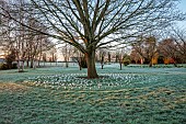 LITTLETHORPE MANOR, YORKSHIRE, FEBRUARY, WINTER GARDEN: FROST, FROSTY, WHITE FLOWERS, BLOOMS OF CROCUS JEANNE DARC, BULBS AROUND TREE