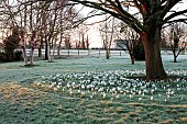 LITTLETHORPE MANOR, YORKSHIRE, FEBRUARY, WINTER GARDEN: FROST, FROSTY, WHITE FLOWERS, BLOOMS OF CROCUS JEANNE DARC, BULBS AROUND TREE
