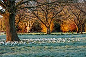 LITTLETHORPE MANOR, YORKSHIRE, FEBRUARY, WINTER GARDEN: FROST, FROSTY, WHITE FLOWERS, BLOOMS OF CROCUS JEANNE DARC, BULBS AROUND TREE