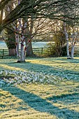 LITTLETHORPE MANOR, YORKSHIRE, FEBRUARY, WINTER GARDEN: FROST, FROSTY, WHITE FLOWERS, BLOOMS OF CROCUS JEANNE DARC, BULBS AROUND TREE
