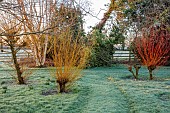LITTLETHORPE MANOR, YORKSHIRE, FEBRUARY, WINTER GARDEN: LAWN, PATH, FROST, FROSTY, ORANGE, YELLOW STEMS, BARK OF SALIX ALBA BRITZENSIS, SHRUBS