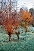 LITTLETHORPE MANOR, YORKSHIRE, FEBRUARY, WINTER GARDEN: LAWN, PATH, FROST, FROSTY, ORANGE, YELLOW STEMS, BARK OF SALIX ALBA BRITZENSIS, SHRUBS
