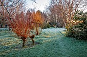 LITTLETHORPE MANOR, YORKSHIRE, FEBRUARY, WINTER GARDEN: LAWN, PATH, FROST, FROSTY, ORANGE, YELLOW STEMS, BARK OF SALIX ALBA BRITZENSIS, SHRUBS
