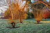 LITTLETHORPE MANOR, YORKSHIRE, FEBRUARY, WINTER GARDEN: LAWN, PATH, FROST, FROSTY, ORANGE, YELLOW STEMS, BARK OF SALIX ALBA BRITZENSIS, SHRUBS