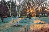 LITTLETHORPE MANOR, YORKSHIRE, FEBRUARY, WINTER GARDEN: FROST, FROSTY, SUNRISE, WHITE BARK, TRUNK OF BETULA ERMANII GRAYSWOOD HILL, BIRCHES
