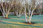 LITTLETHORPE MANOR, YORKSHIRE, FEBRUARY, WINTER GARDEN: FROST, FROSTY, SUNRISE, WHITE BARK, TRUNK OF BETULA ERMANII GRAYSWOOD HILL, BIRCHES
