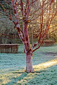 LITTLETHORPE MANOR, YORKSHIRE, FEBRUARY, WINTER GARDEN: BARK, TRUNK OF BIRCH, BETULA UTILIS SUBSP. ALBOSINENSIS VAR. SEPTENTRIONALIS, TREES