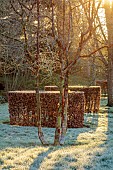 LITTLETHORPE MANOR, YORKSHIRE, FEBRUARY, WINTER GARDEN: BARK, TRUNK OF BIRCH, BETULA UTILIS SUBSP. UTILIS WAKEHURST PLACE CHOCOLATE, TREES