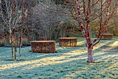 LITTLETHORPE MANOR, YORKSHIRE, FEBRUARY, WINTER GARDEN: BEECH, BIRCHES, BETULA UTILIS SUBSP. UTILIS WAKEHURST PLACE CHOCOLATE, BETULA ALBOSINENSIS VAR. SEPTENTRIONALIS