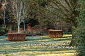 LITTLETHORPE MANOR, YORKSHIRE, FEBRUARY, WINTER GARDEN: FROST, FROSTY, WHITE FLOWERS, BLOOMS OF CROCUS JEAN DARC, BULBS, BEECH HEDGES, BIRCHES, BETULA, LAWN