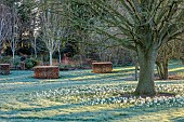 LITTLETHORPE MANOR, YORKSHIRE, FEBRUARY, WINTER GARDEN: FROST, FROSTY, WHITE FLOWERS, BLOOMS OF CROCUS JEAN DARC, BULBS, BEECH HEDGES, BIRCHES, BETULA, LAWN