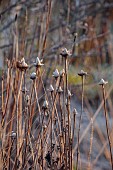LITTLETHORPE MANOR, YORKSHIRE, FEBRUARY, WINTER GARDEN: FROST, FROSTY,  FROSTED SEED HEADS OF ECHINACEA PURPUREA
